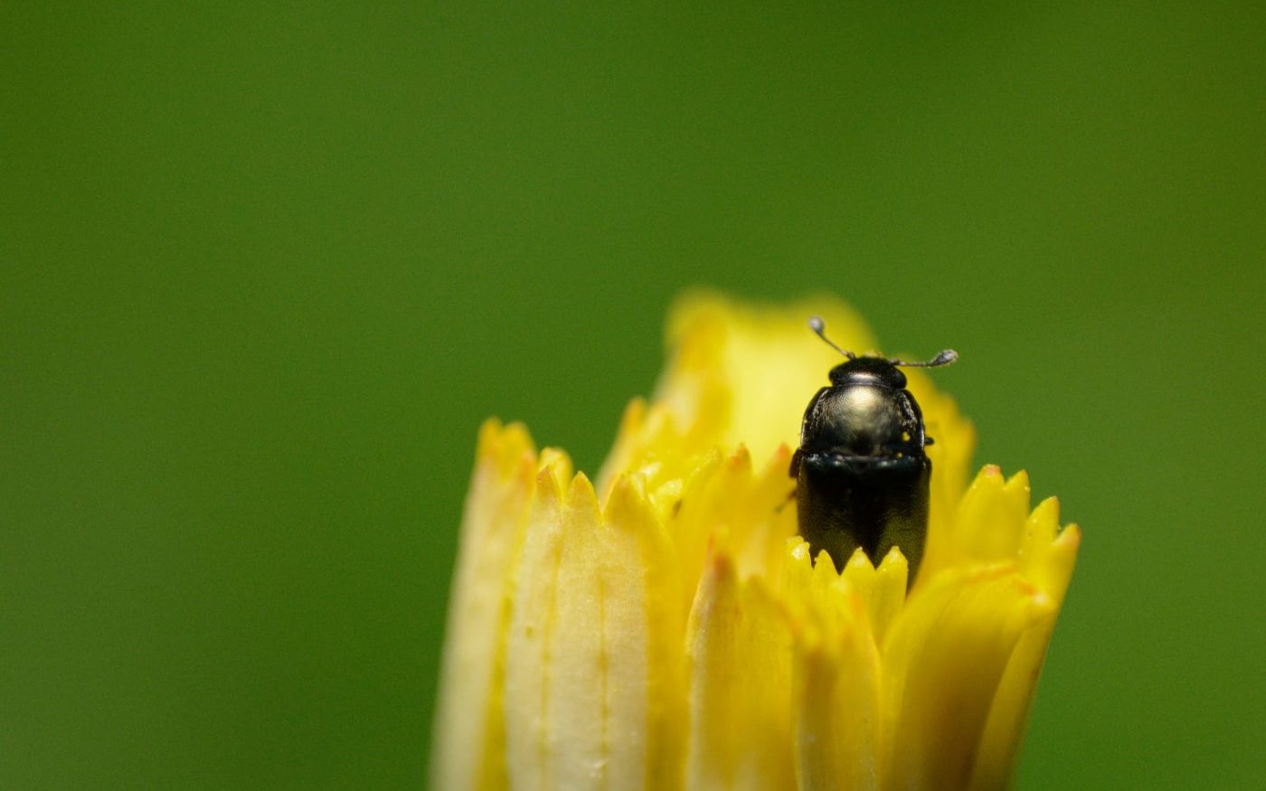 Pollen beetle Insect Week